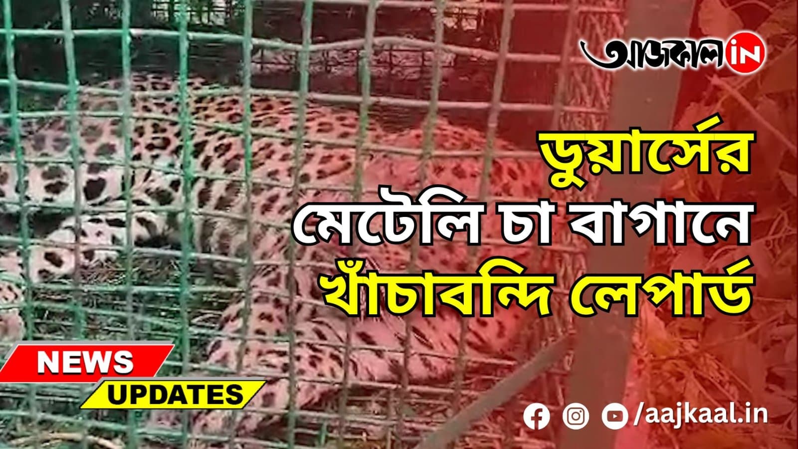 ডুয়ার্সের মেটেলি চা বাগানে খাঁচাবন্দি লেপার্ড