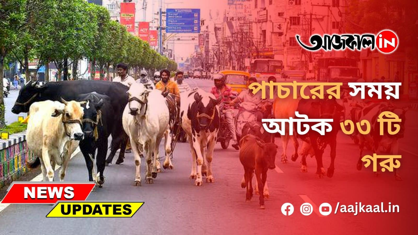 পাচারের সময় আটক ৩৩ টি গরু
