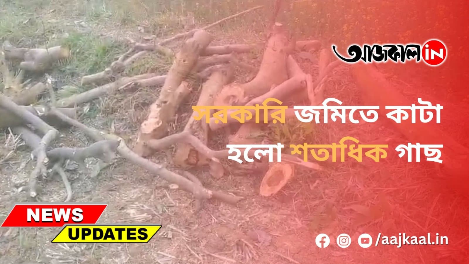 সরকারি জমিতে কাটা হলো শতাধিক গাছ