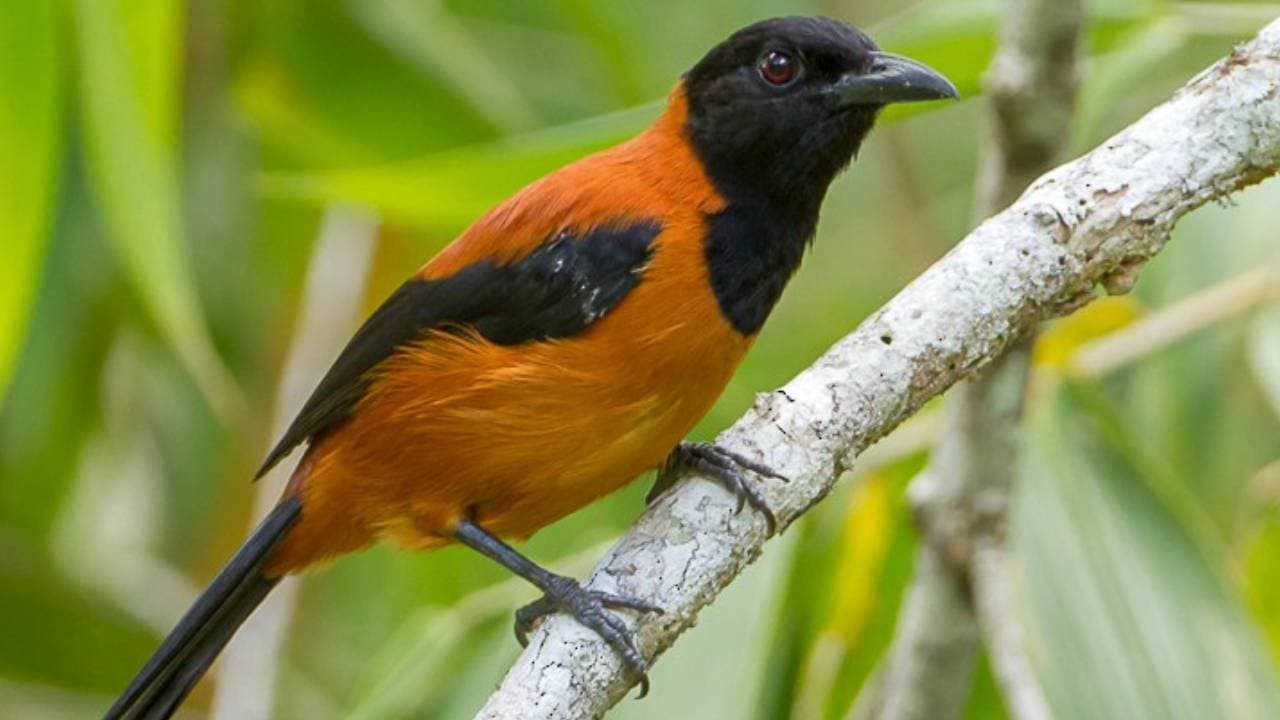 World only poisonous bird Hooded Pitohui