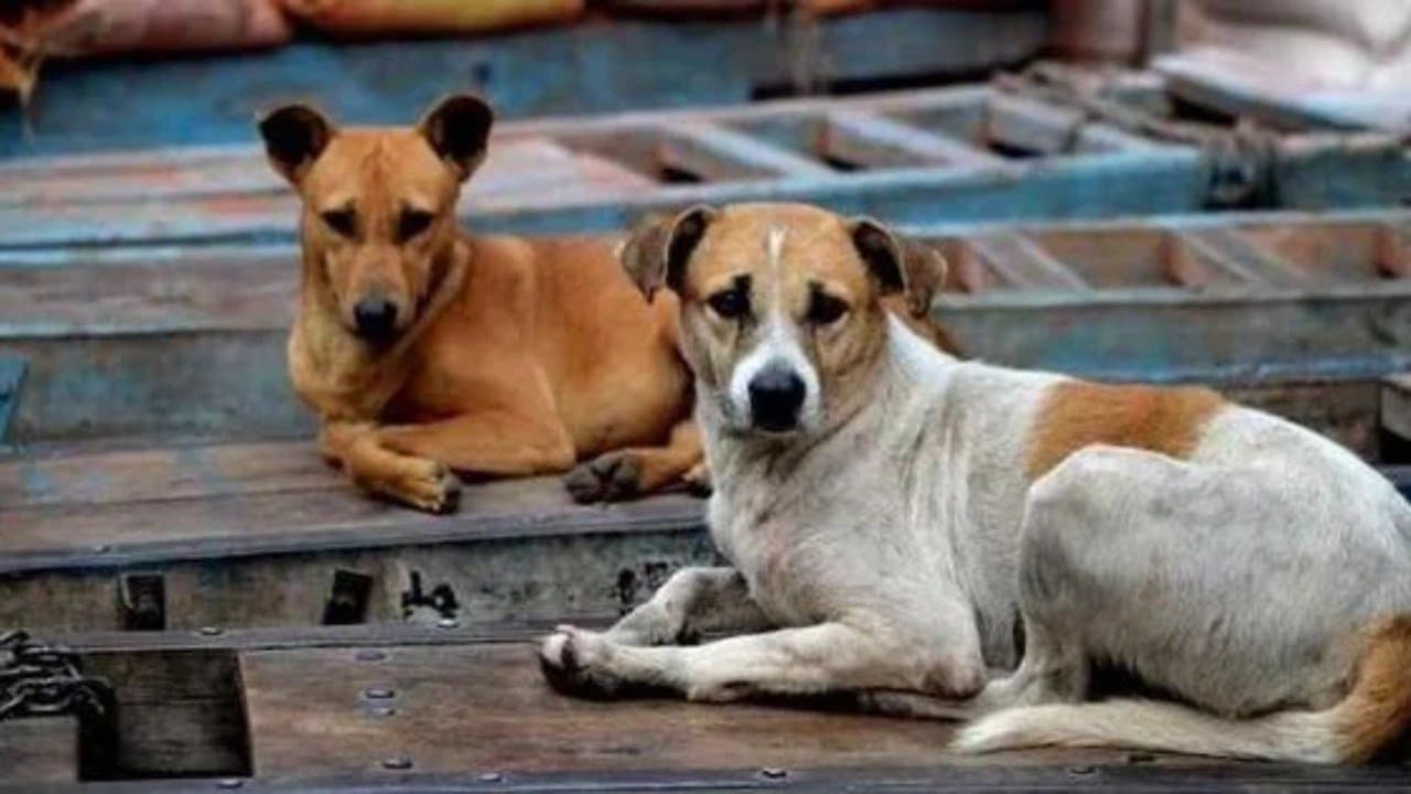 After Census and BLO job teachers are instructed to count stray dogs in Bihar