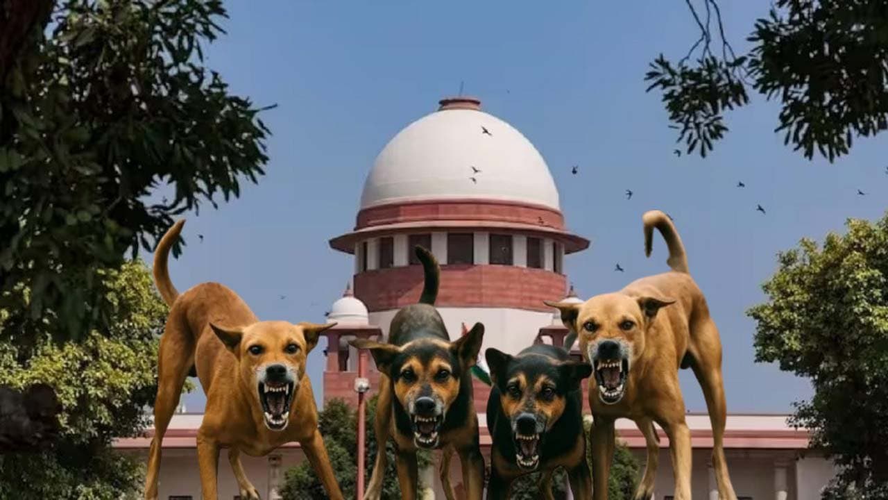 Heavy fine for stray dog ​​bites Supreme Court In Big Remark On Stray Dogs Case