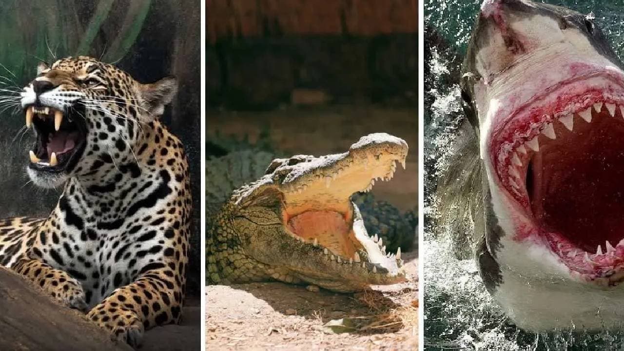 These are the most harmful animals 