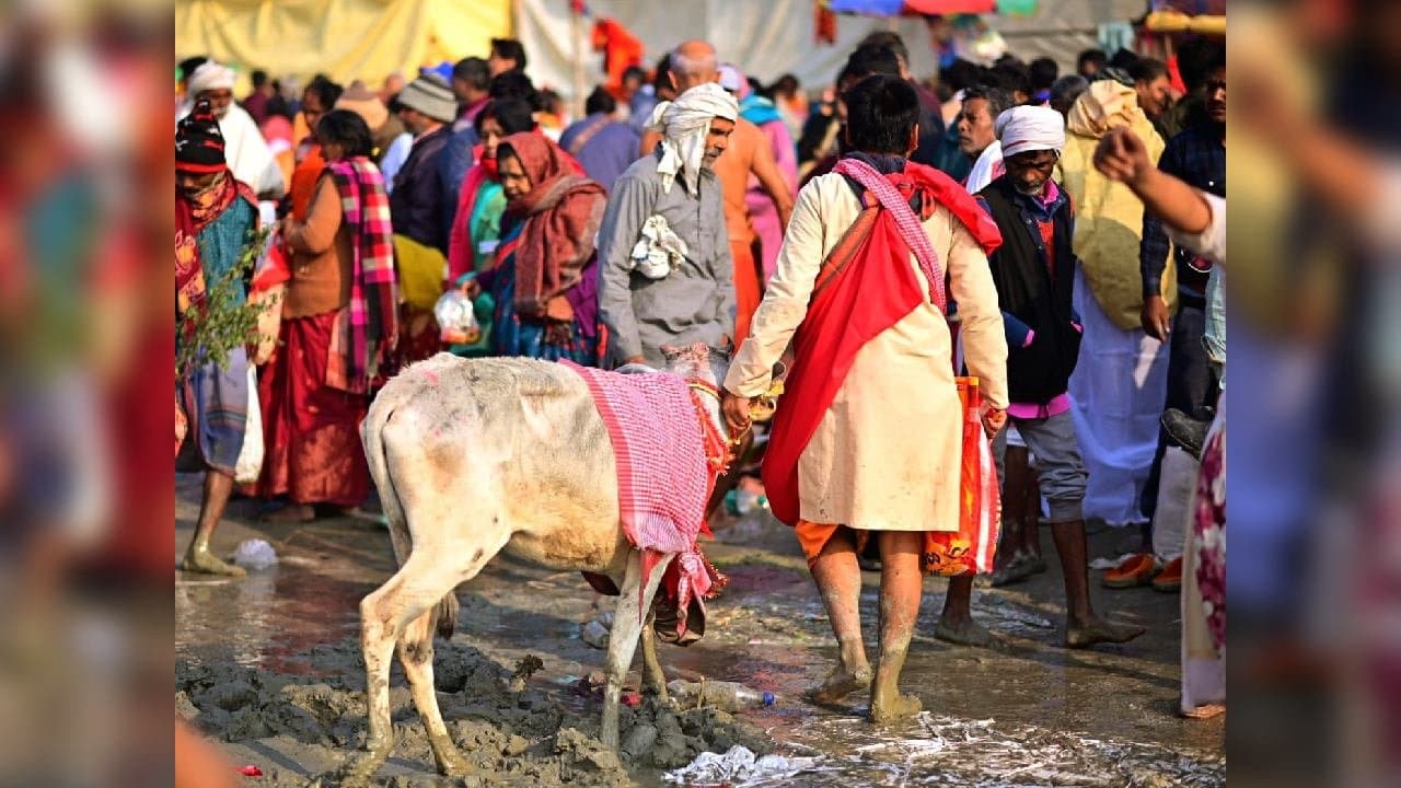Gangasagar Mela 2026 Giving away a cow in Gangasagar Mela is in full swing