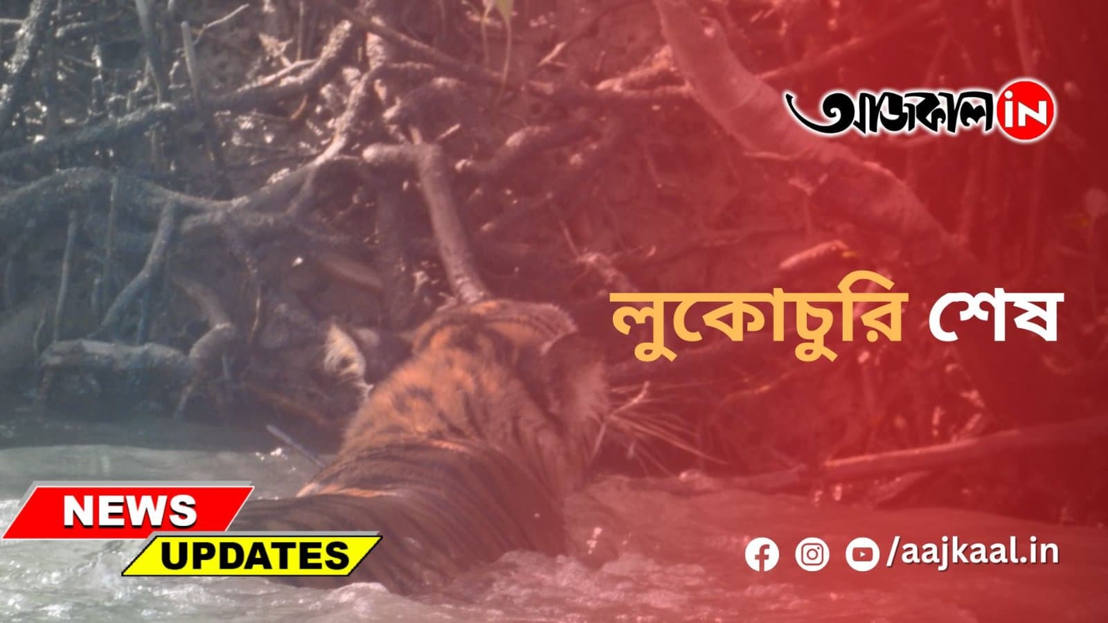 কুলতলির রয়্যাল বেঙ্গল টাইগারকে জঙ্গলে পাঠাল বনদপ্তর