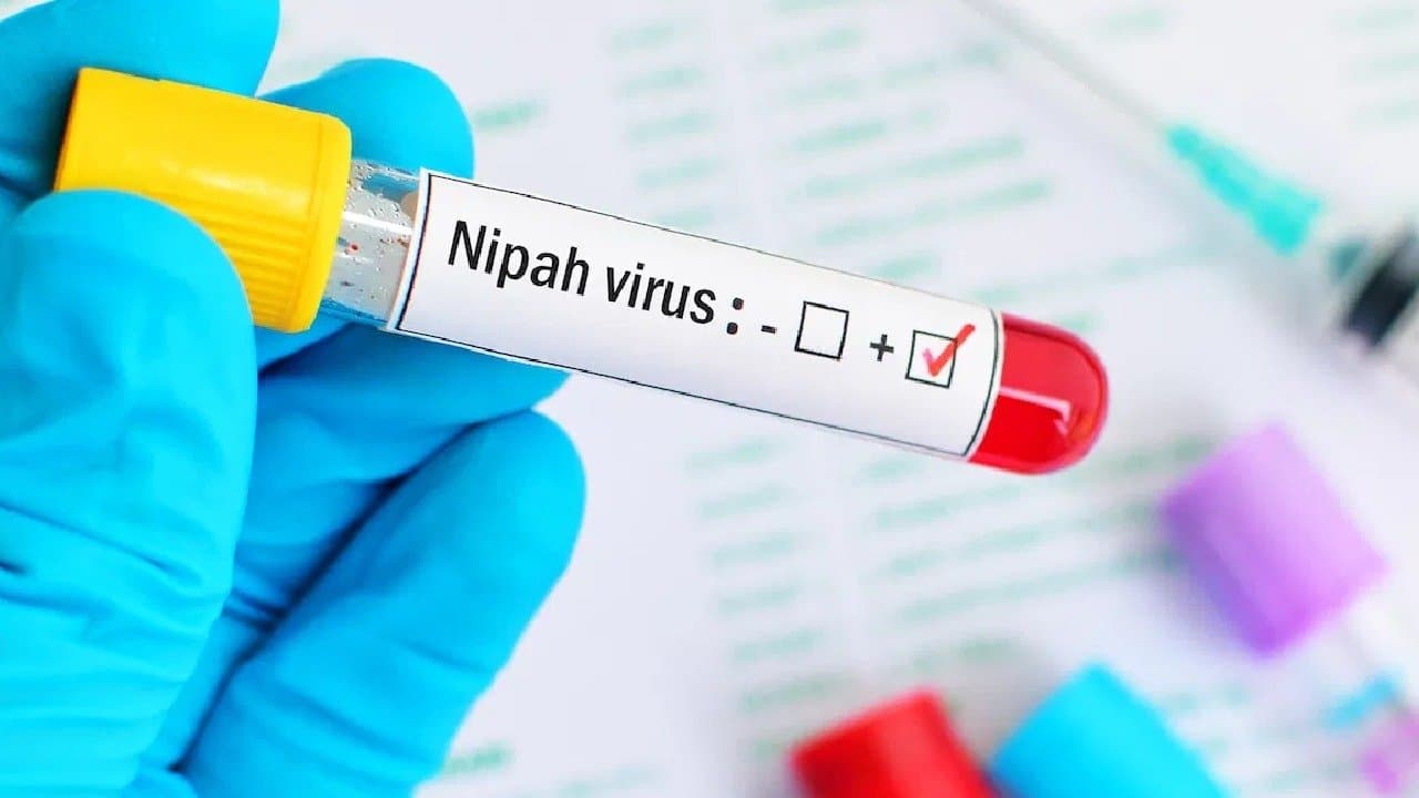 Nipa In Bengal