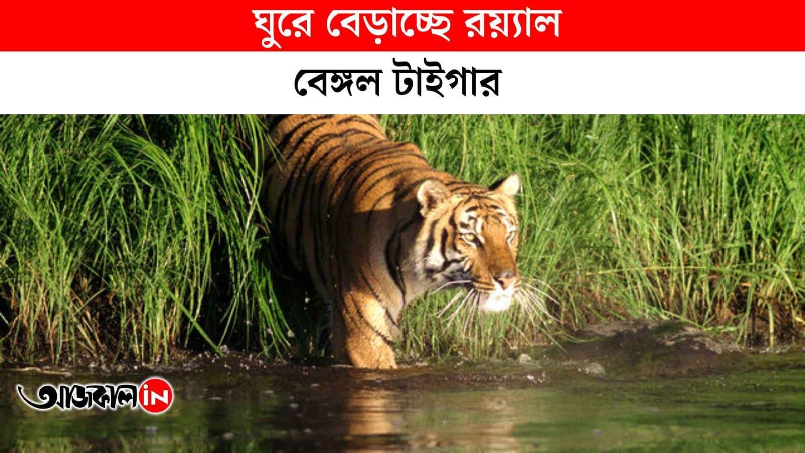 Royal Bengal Tiger spotted once again at Sundarban Visitors says its an Rare Experince_vdo