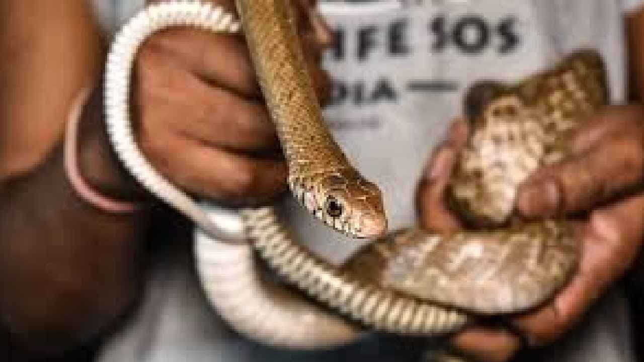 Snakes do not lick hands or wag tails when they recognize someone