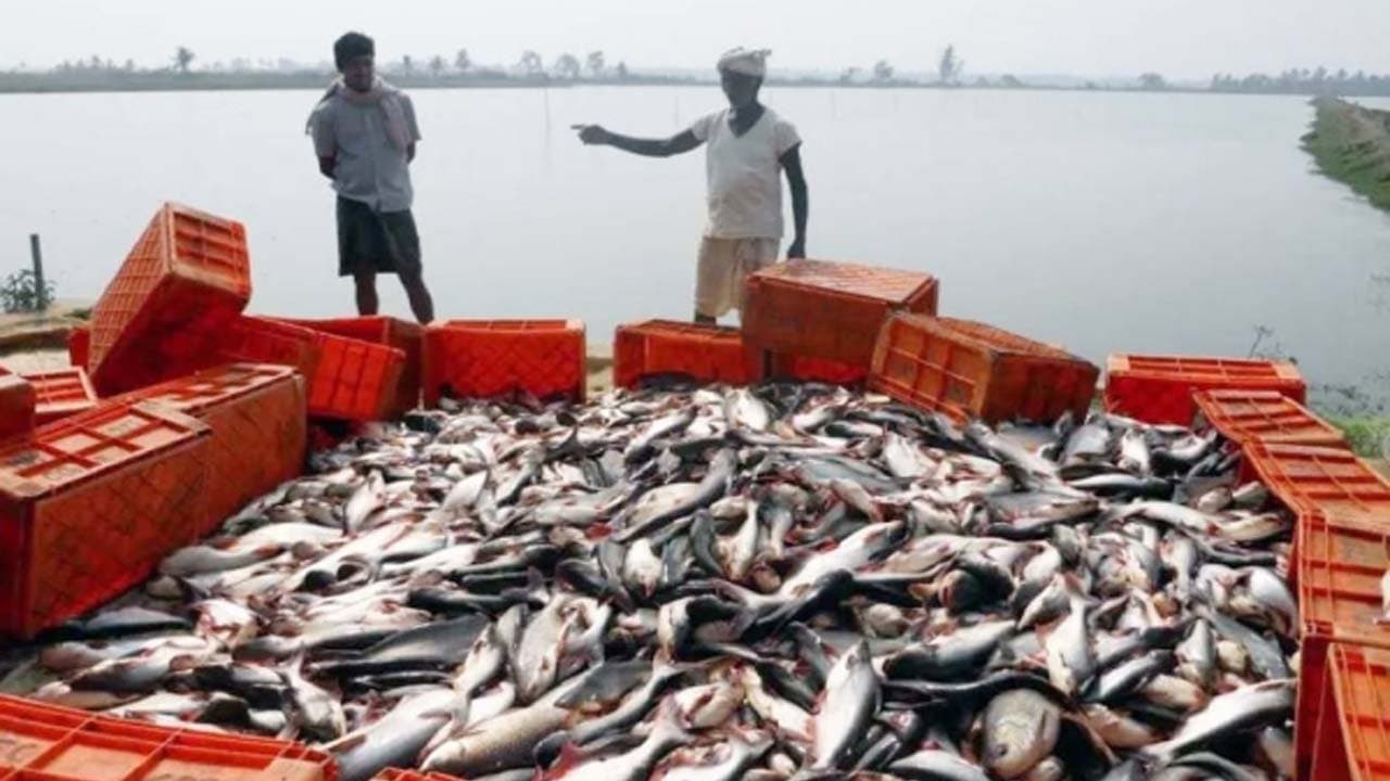 Indias fish production doubles in a Decade