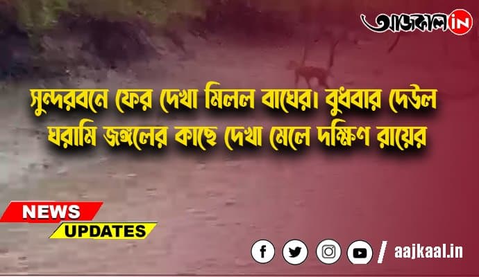 সুন্দরবনে ফের দেখা মিলল বাঘের। বুধবার দেউল ঘরামি জঙ্গলের কাছে দেখা মেলে দক্ষিণ রায়ের