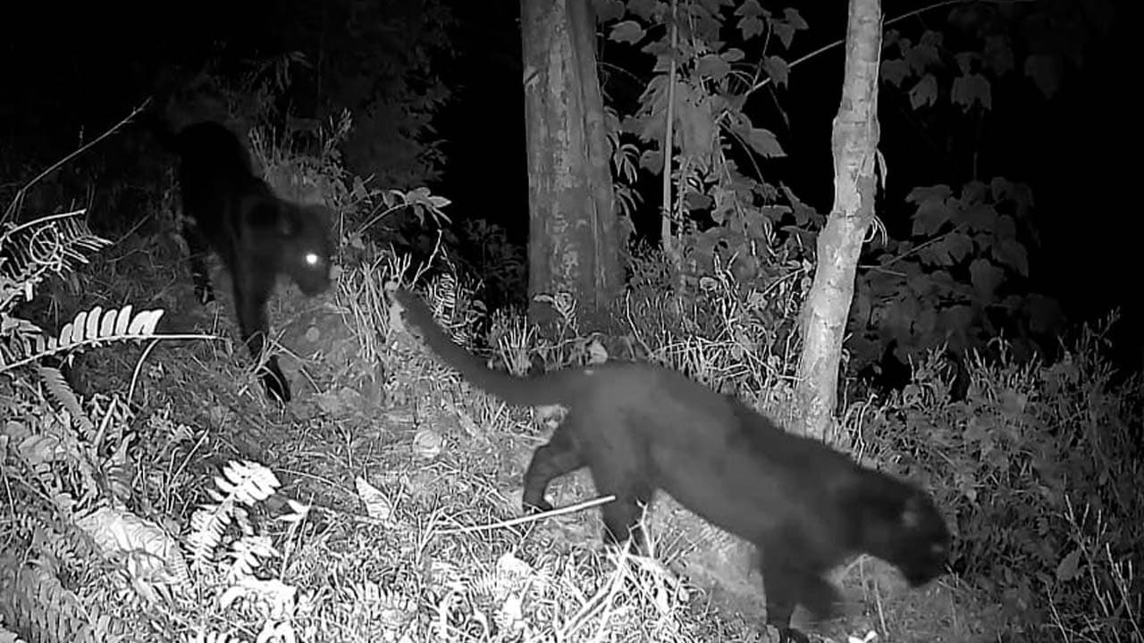 A pair of black melanistic leopards have been spotted in Kurseong the forest department has released their pictures