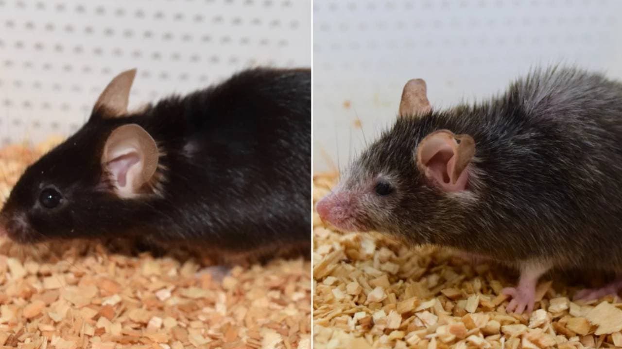 Scientists turned old mice into younger one