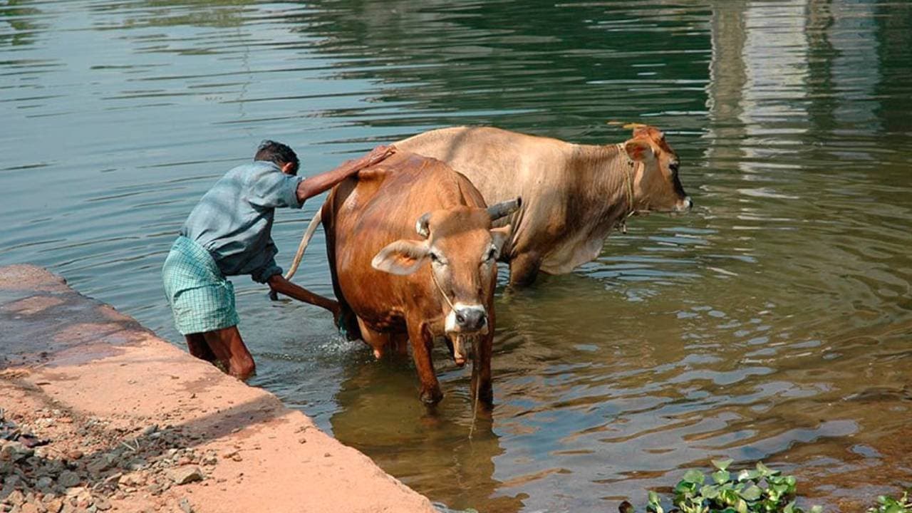 Panchagavya cancer-research project under official probe for financial irregularities