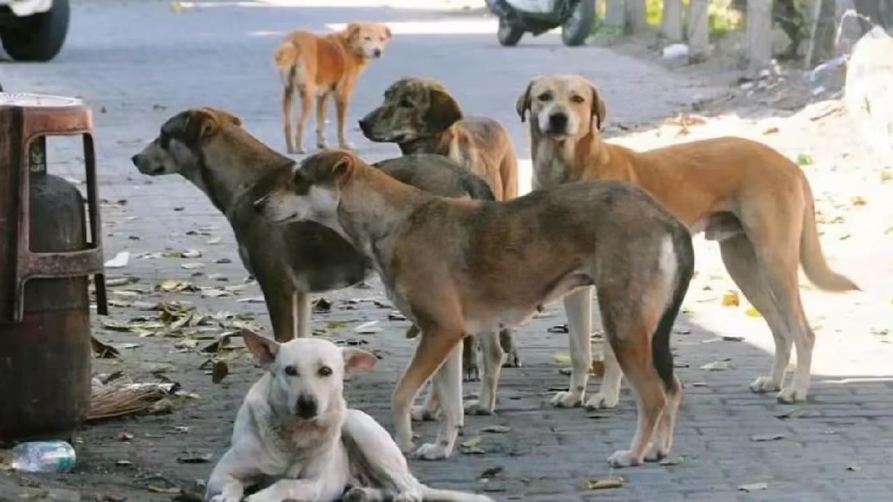 sources says Stray Dog Given Lethal Injection In Telangana