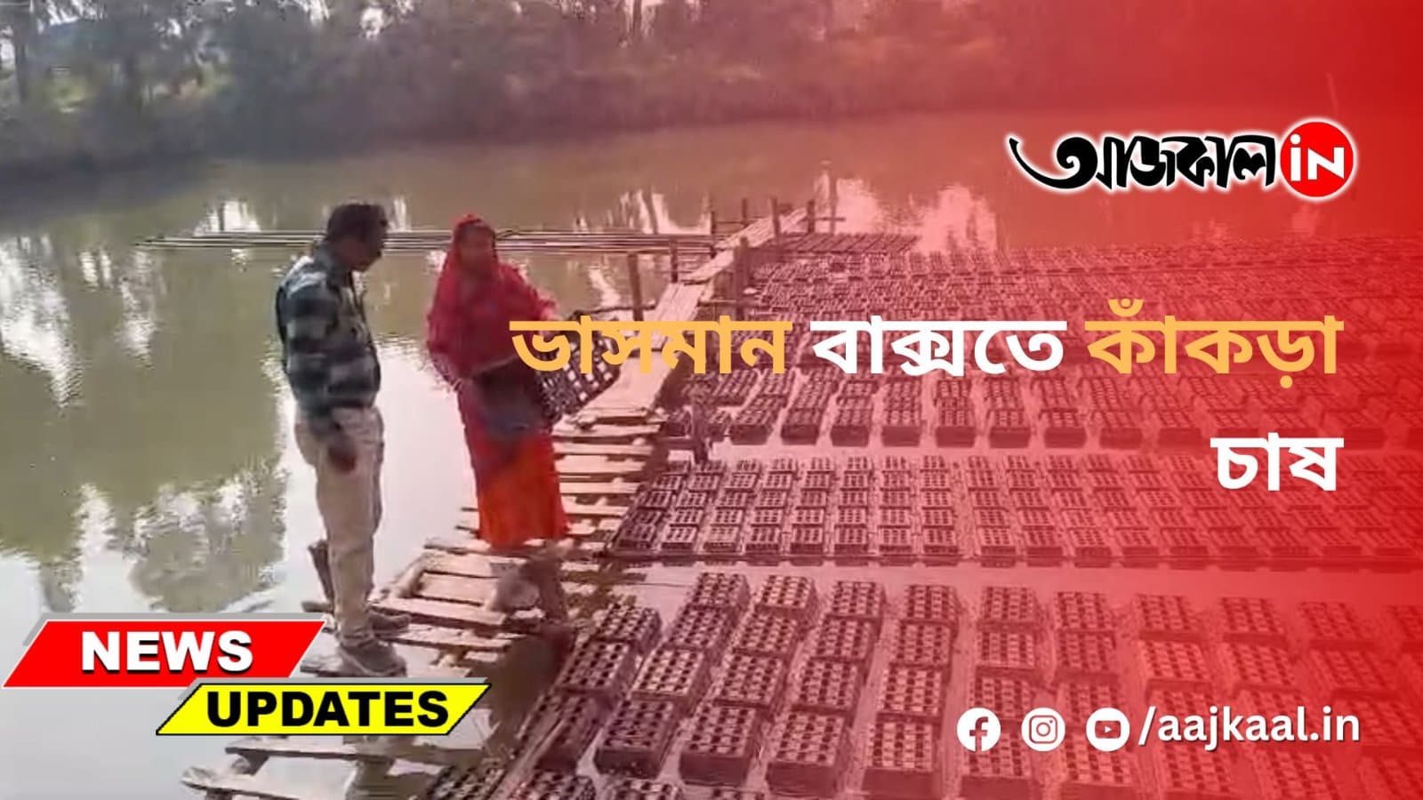 ভাসমান বাক্সতে কাঁকড়া চাষ করছেন
