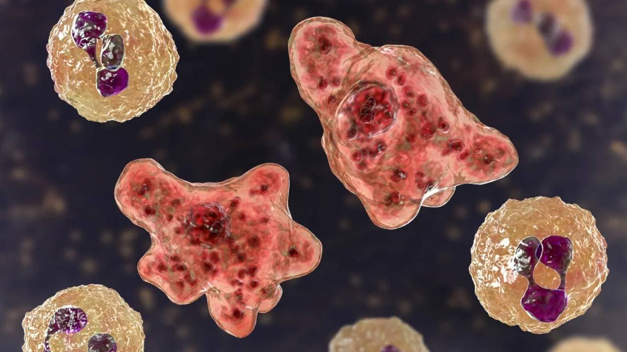 Warm Water: New Amoebas makes problem for Human Body 