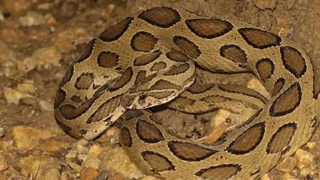 Learn what to do to get rid of snake infestations in your home 