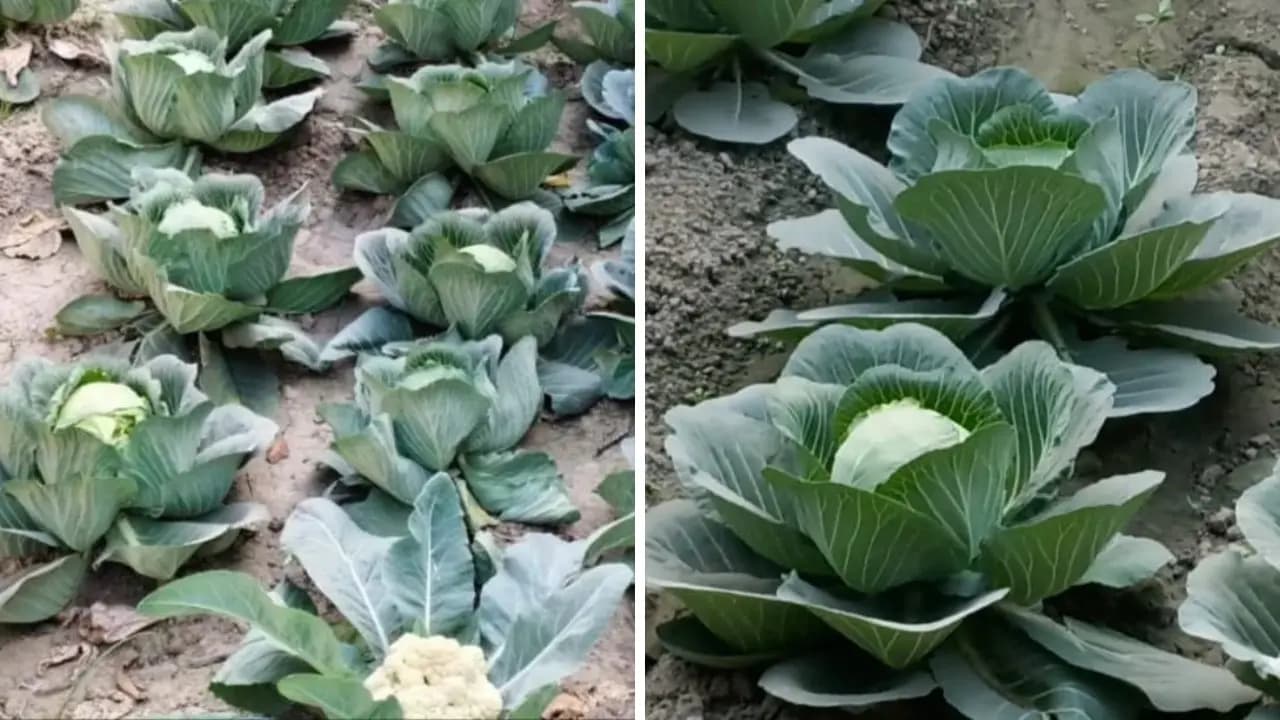 A Kolkata Police officer cultivated crops inside police station premises