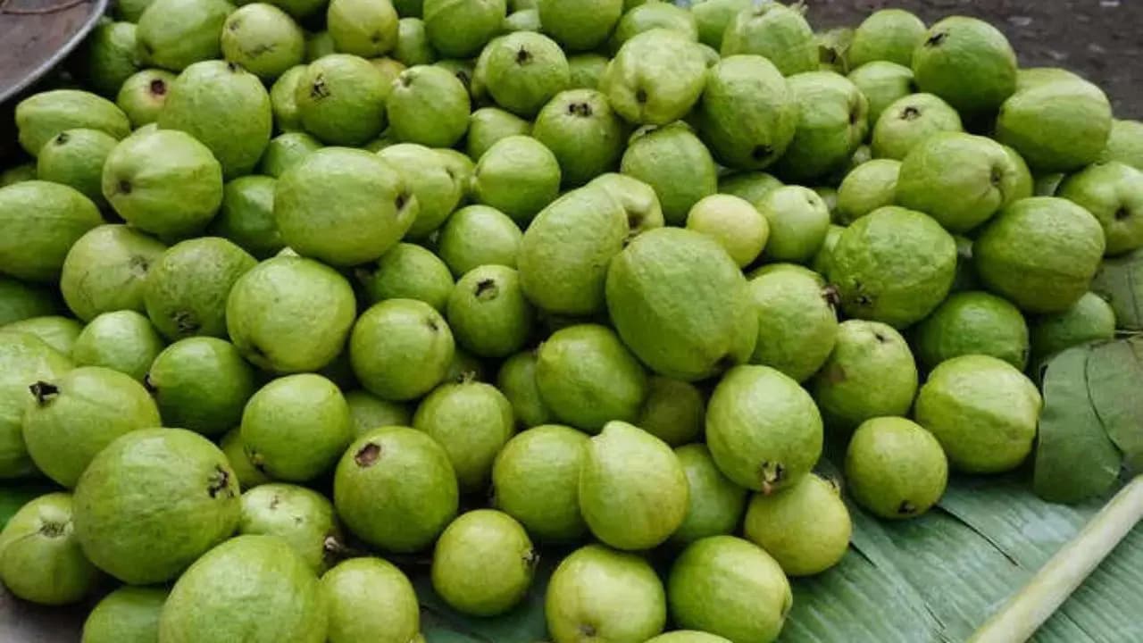 Large or small which guava is better