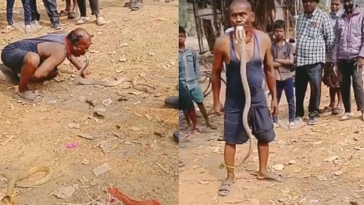 Odisha Man Uses Mouth Not Hands To Catch Snake Viral Story