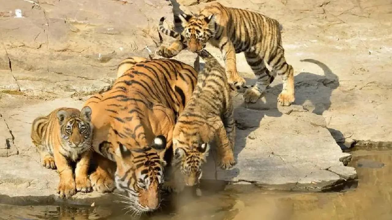 The tiger is stretching and waking up in the winter atmosphere where can you go to see this sight from up close 