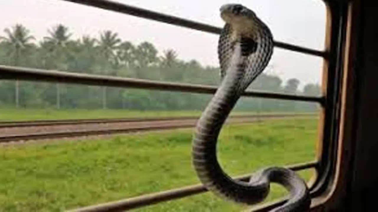 King Cobra: Travelling India s Train and create big panic