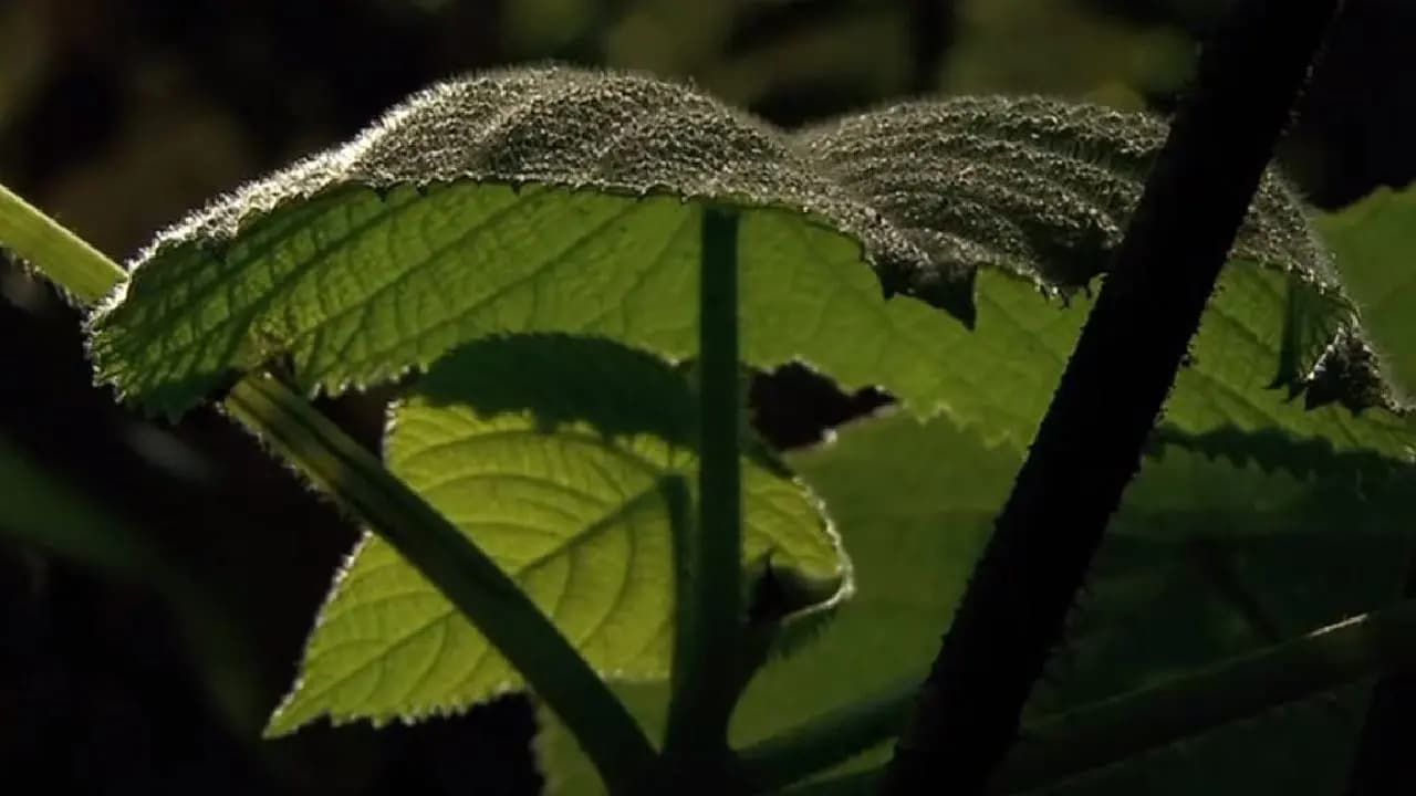 World Most Toxic Plant: Gympie Gympie Can Inflict Unbearable Pain And Even Cause Death