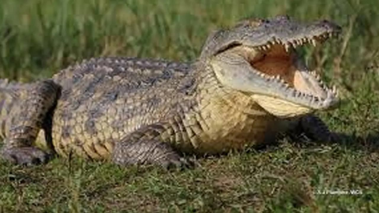 Crocodiles: Climate change shaped expansion