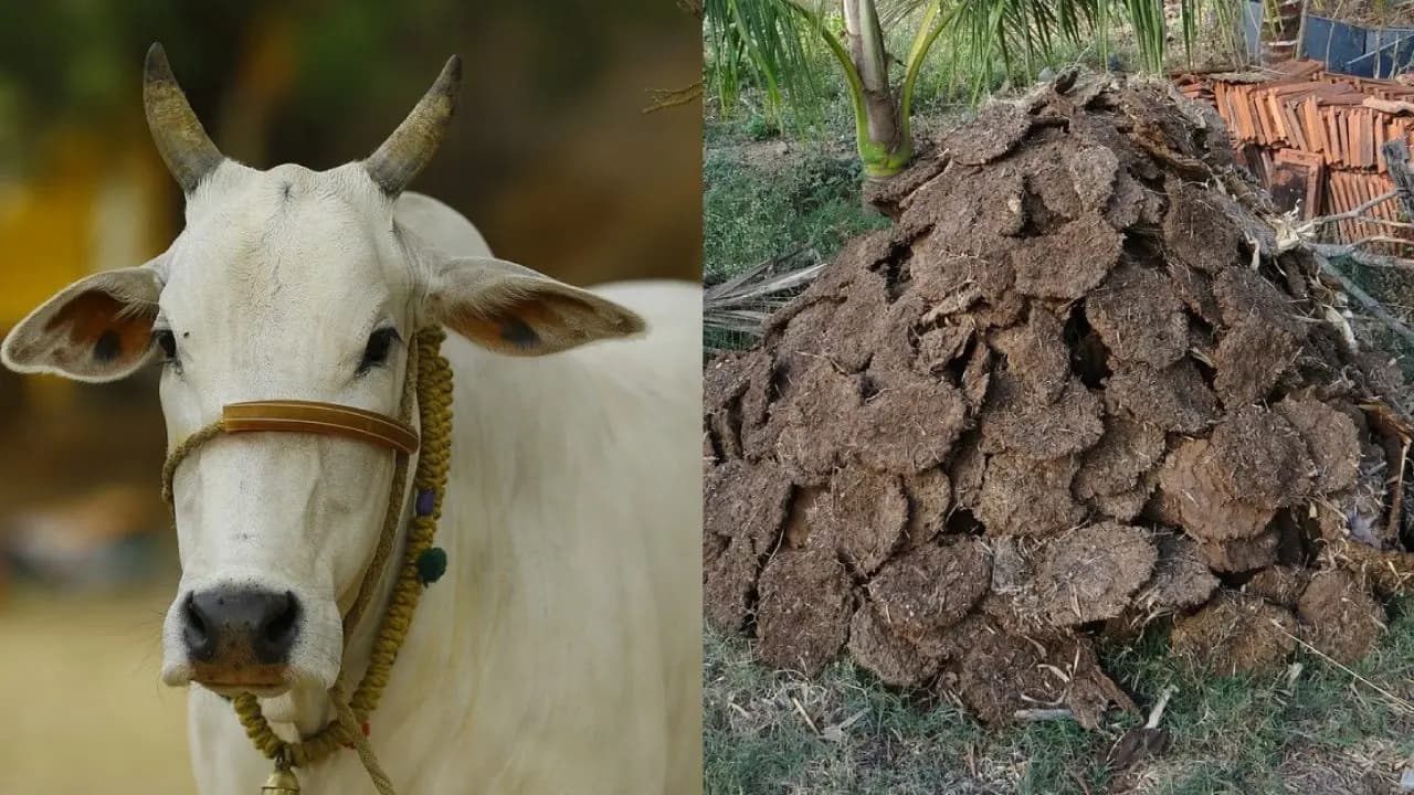 6700 Crores market cow dung from Karnataka are in high demand in UAE Kuwait and Saudi Arabia