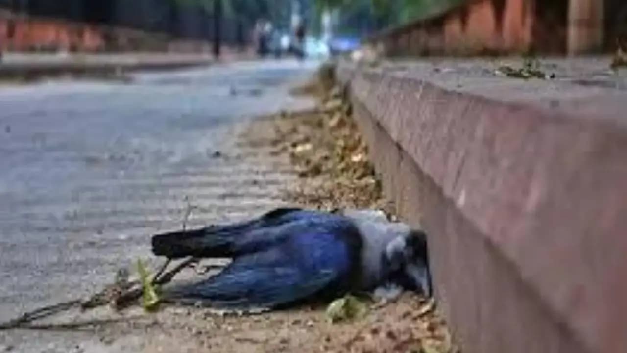 H5N1 virus outbreak in Chennai after several hundred crows found dead