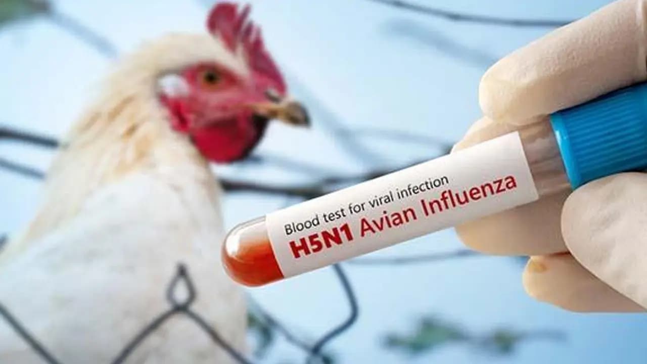 H5N1 is no longer a rare problem but an entrenched global threat