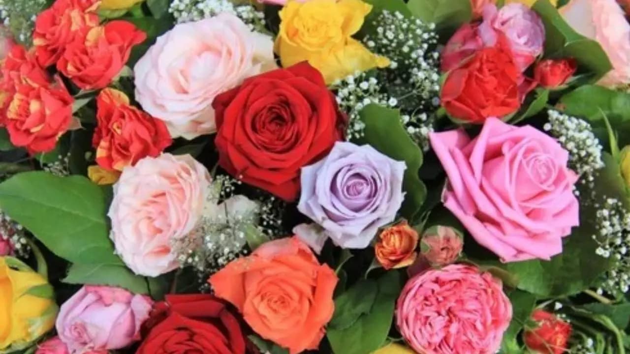 Rose Day 2026 rose colour meaning 