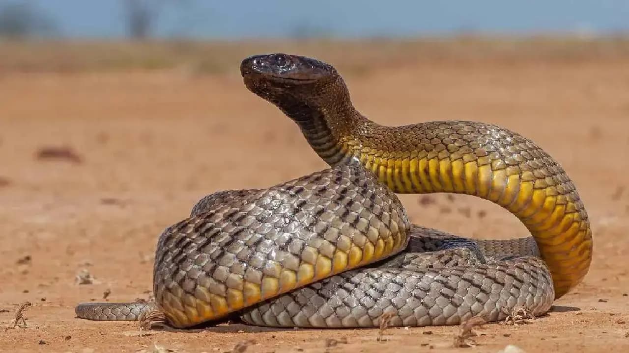 Get to know the worlds most venomous snakes