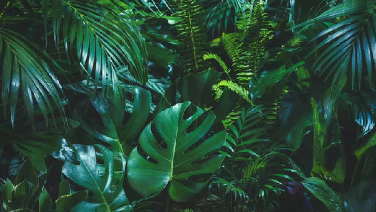 Modern Day Tarzan: This Man Unwilling To Marriage Survives On Leaves For 10 Years in Karnataka