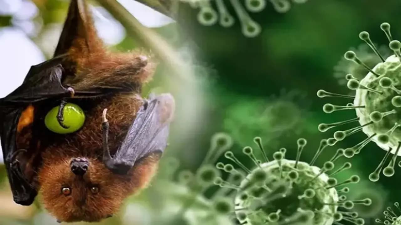 Nipah Virus Big update in bengal