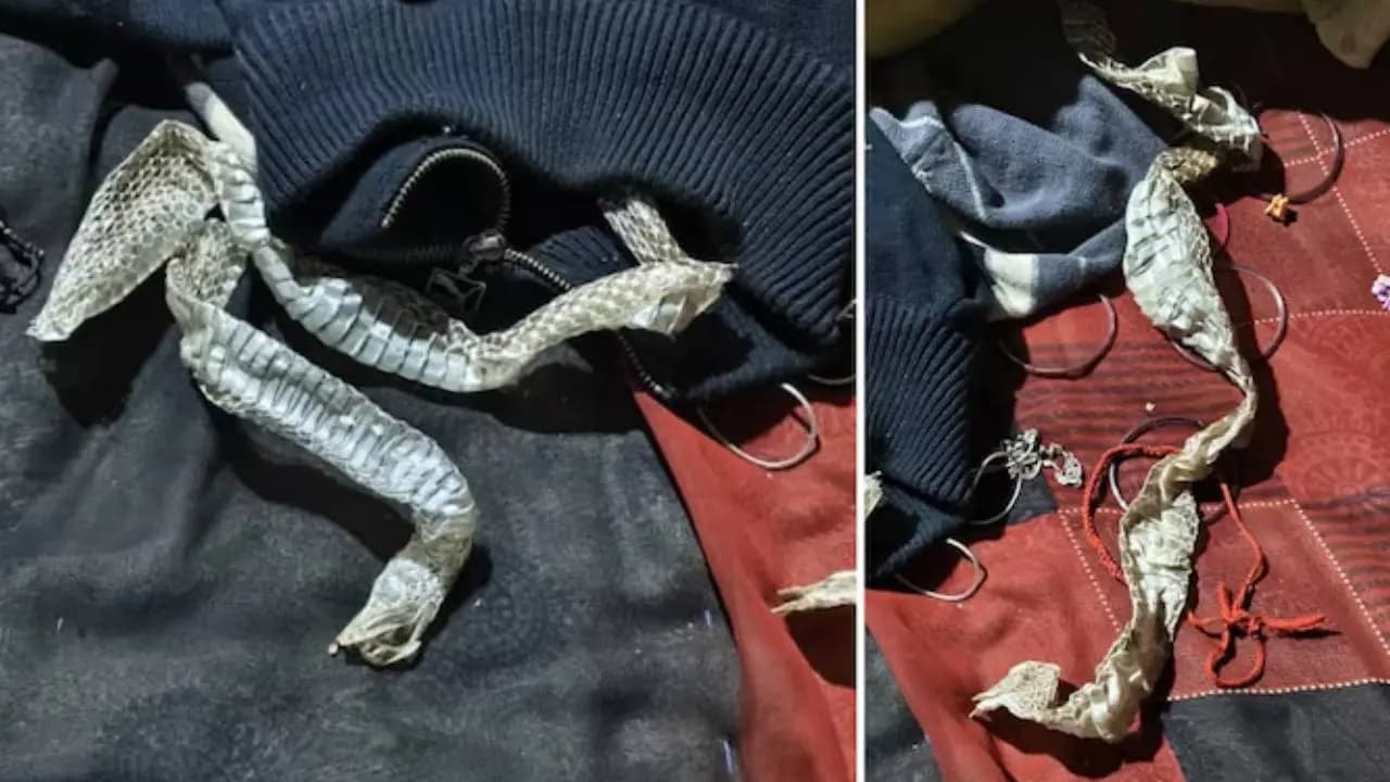 Woman left snake skin on bed and eloped with lover