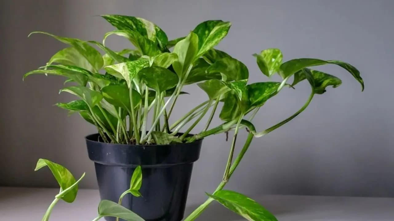 Vastu tips to keep money plants in right direction 