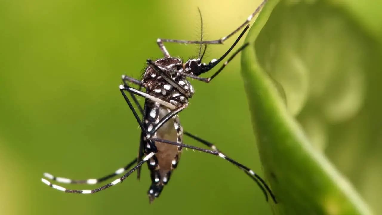 Know the story of this mosquito-free country now