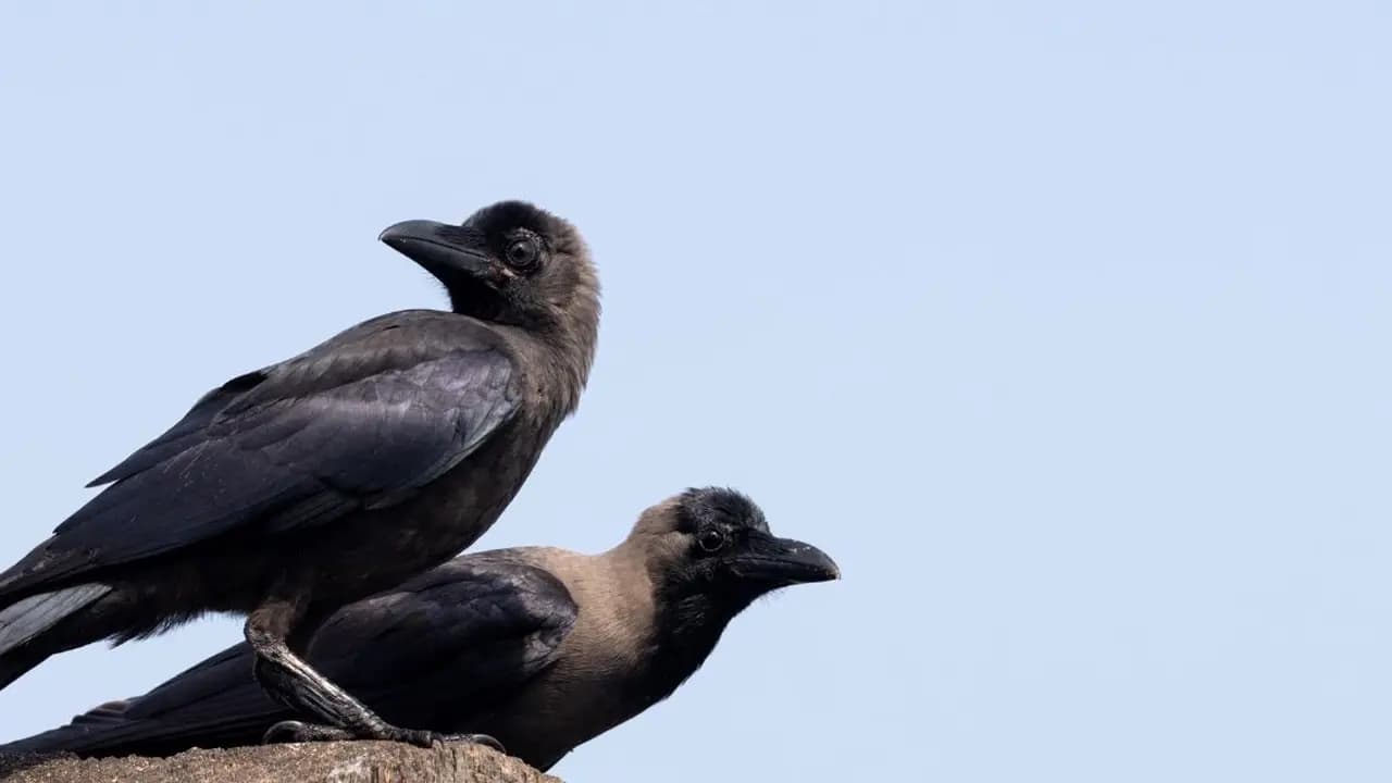 Crows remember humans upto 17 years