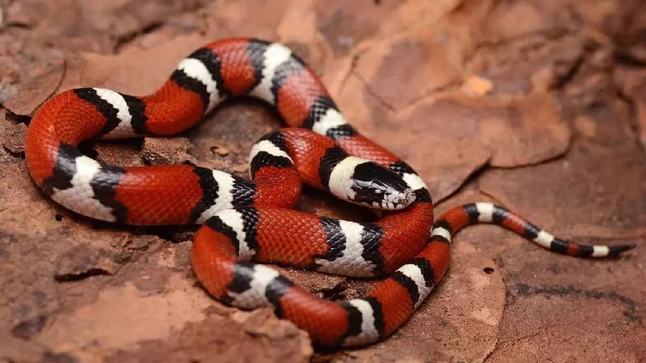 Narcisse Snake Dens Explained: The Largest Snake Concentration on Earth