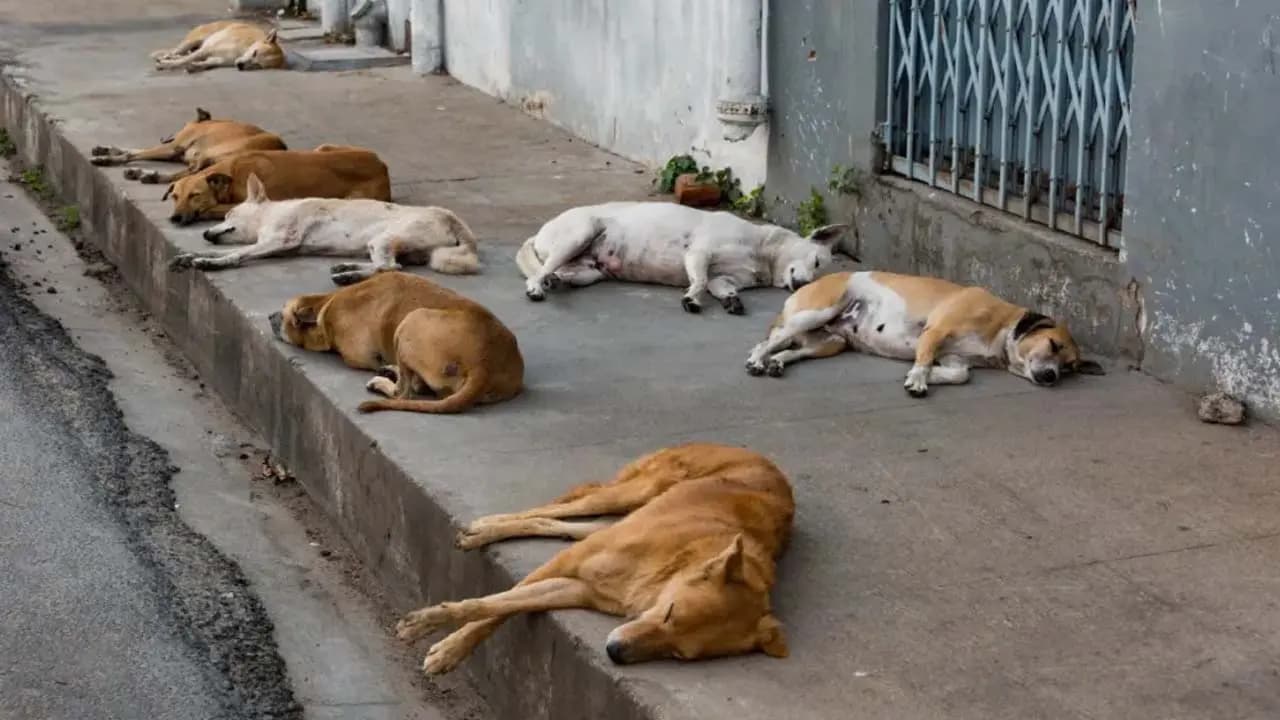 At a time 15 street dogs were found dead at Bongao of North 24 Pargana