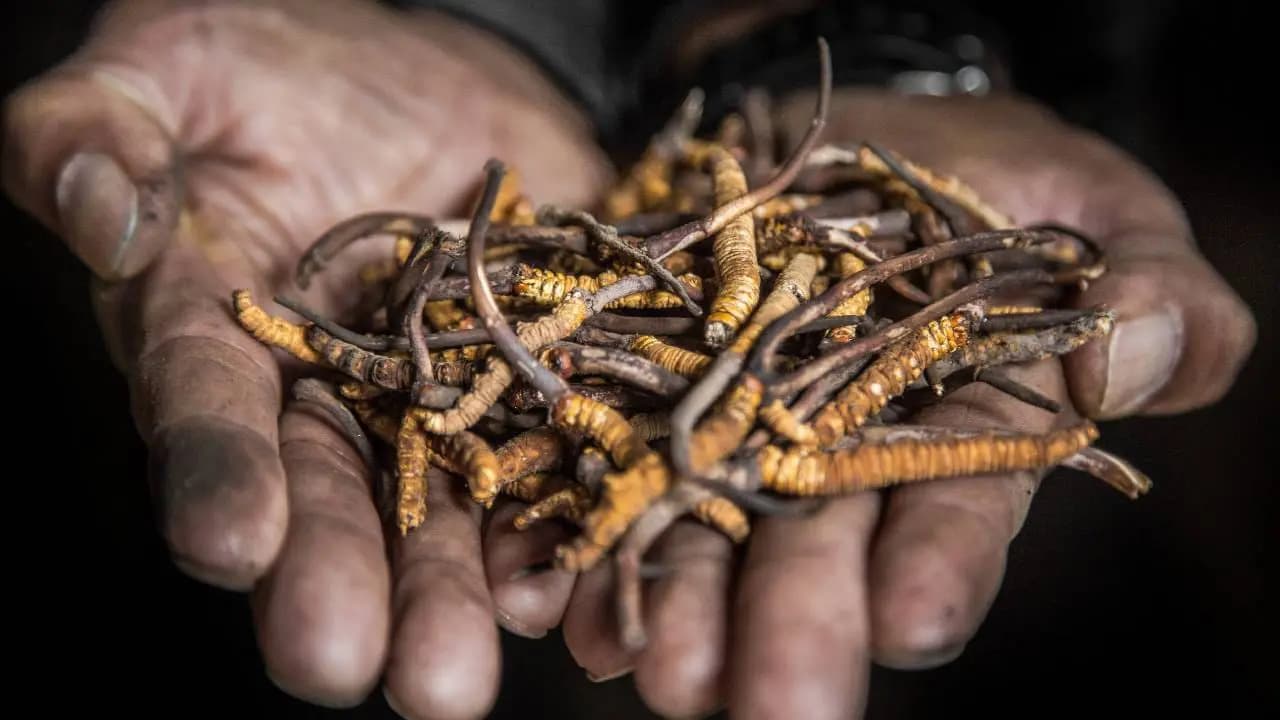 Yarsagumba: This Rare Fungus Has Immense Medicinal Values It Is Costlier Than Silver 