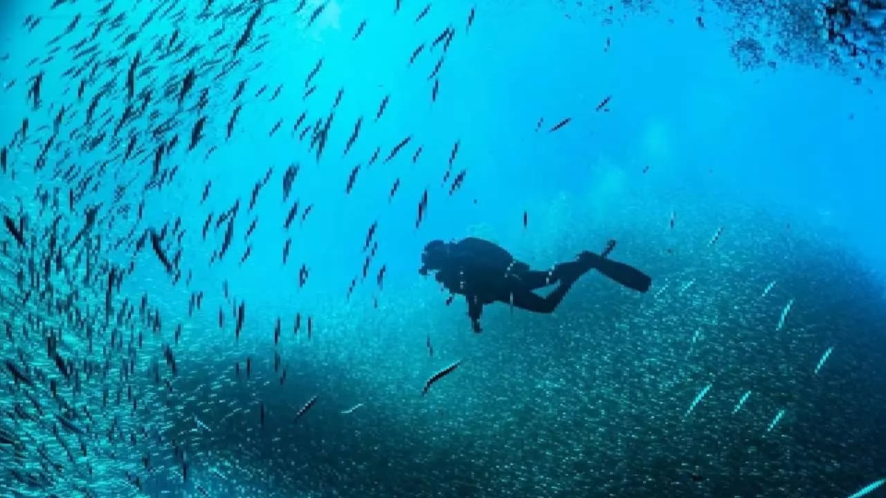 Under Water Discovery: 175 Year Old Bottles Of Champagne Discovered By Polish Divers In A Shipwreck