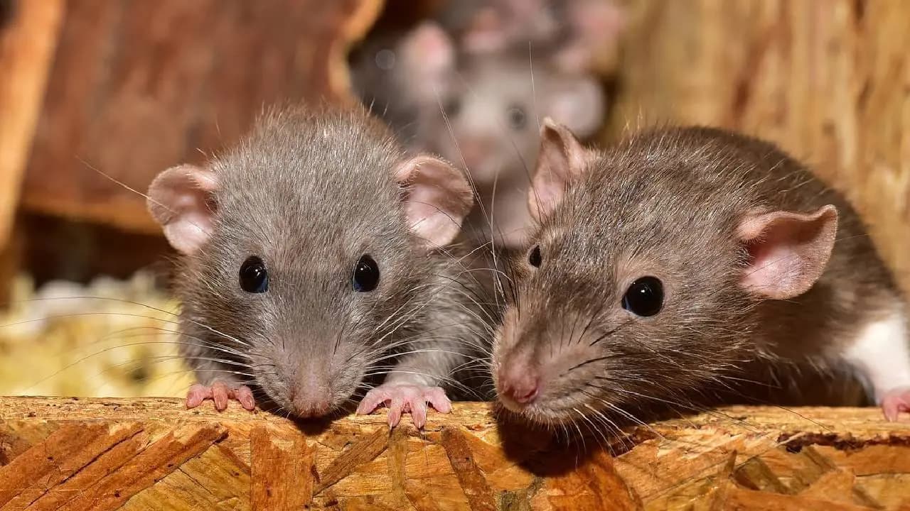 Bizarre Animal Story: Eight Animals That Eat Their Own Bodies