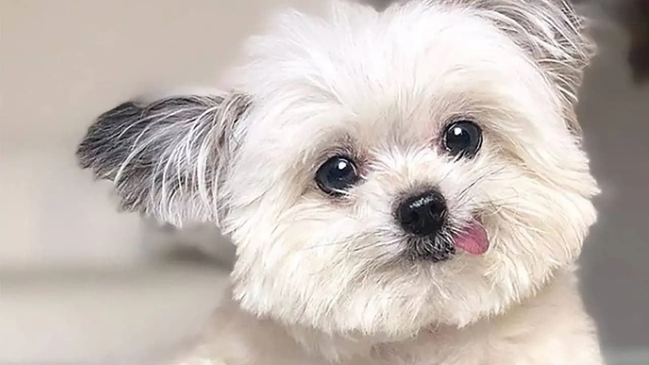 Exploring how dog learn Human words very easily