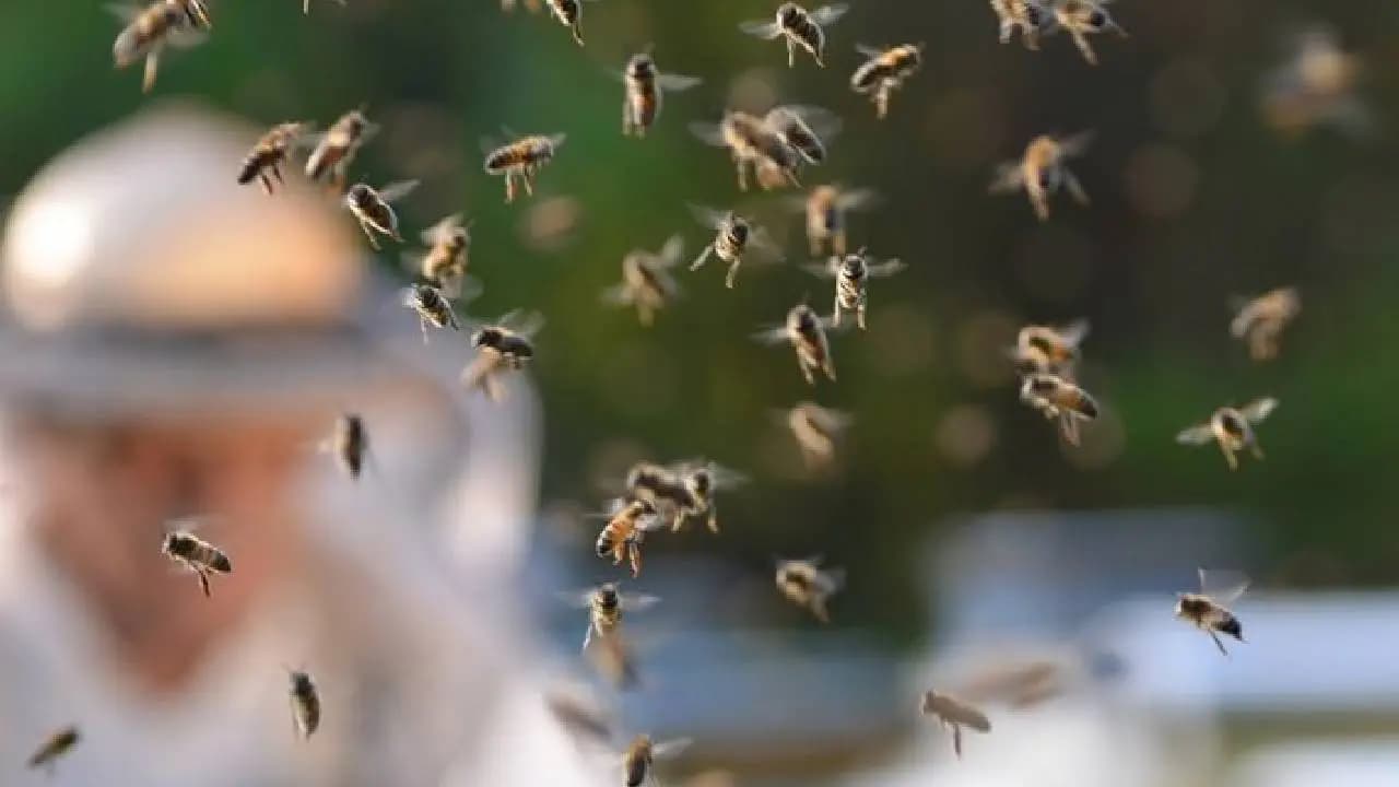 Umpire Dies After Bee Attack During Cricket Match In India