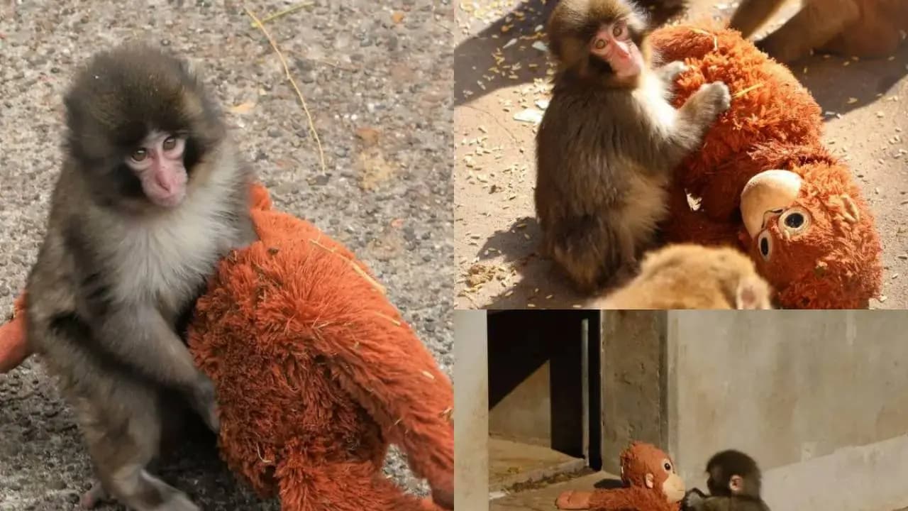 Punch baby monkey who carries a plushie everywhere