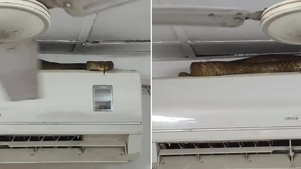 Seven Foot Long Indian Rat Snake On Top of AC Unit at Mumbai Airport Video goes viral