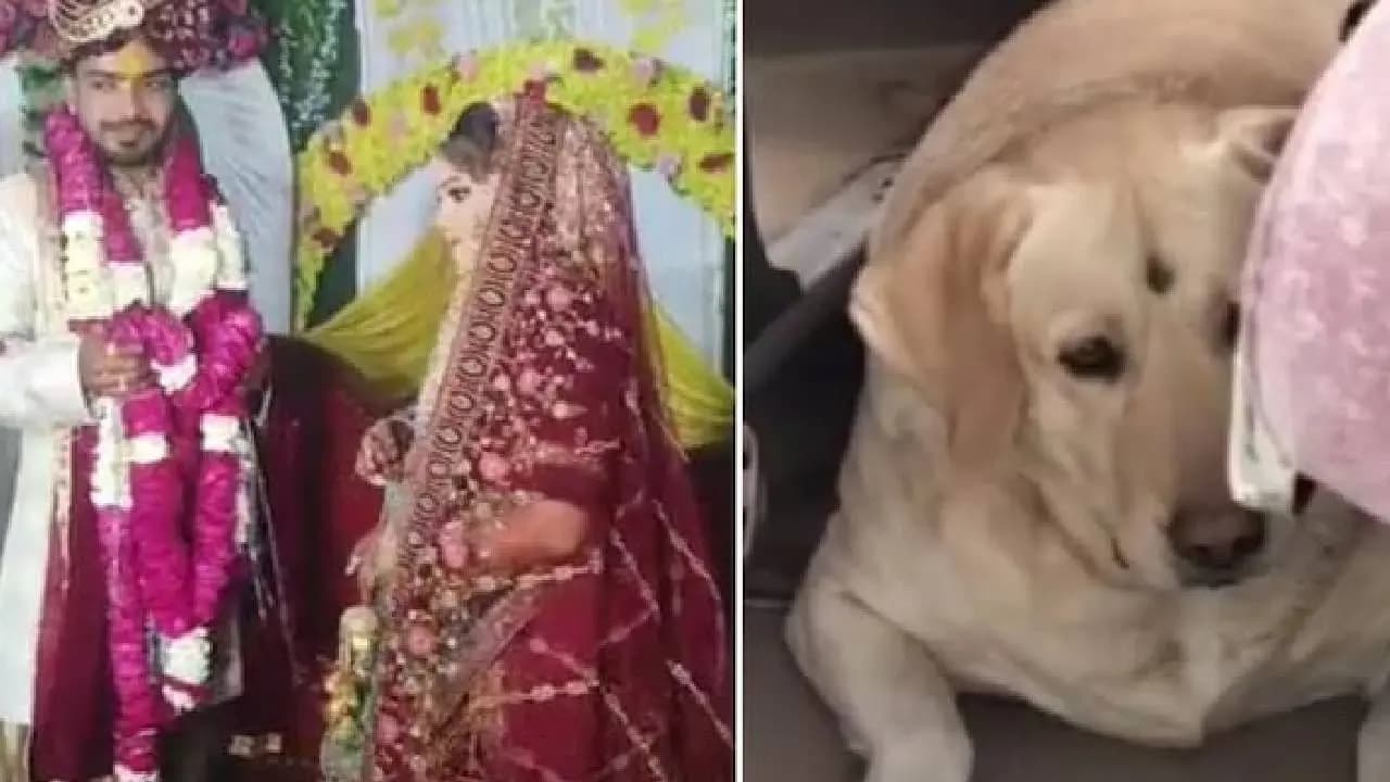 Wedding Called Off After Groom Family Beats Up Bride Pet Dog in Uttar Pradesh