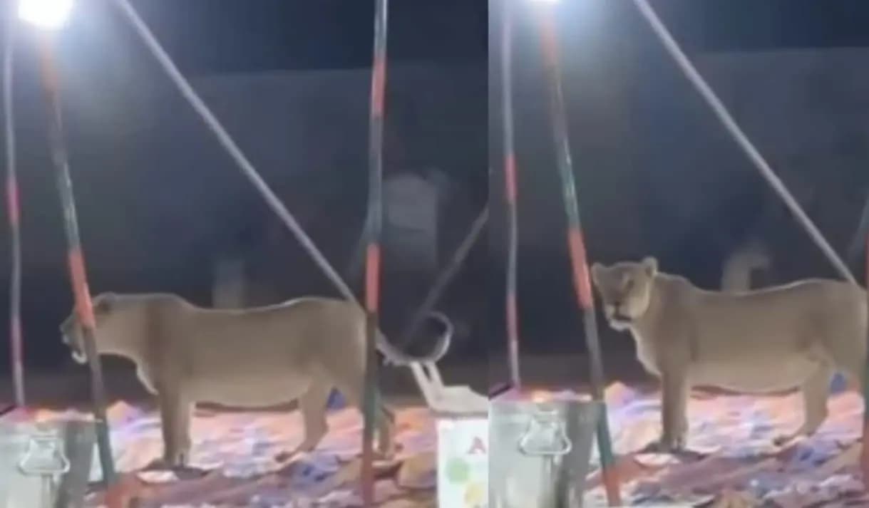 Lions Make Surprise Entry At Gujarat Wedding Video Gone Viral 
